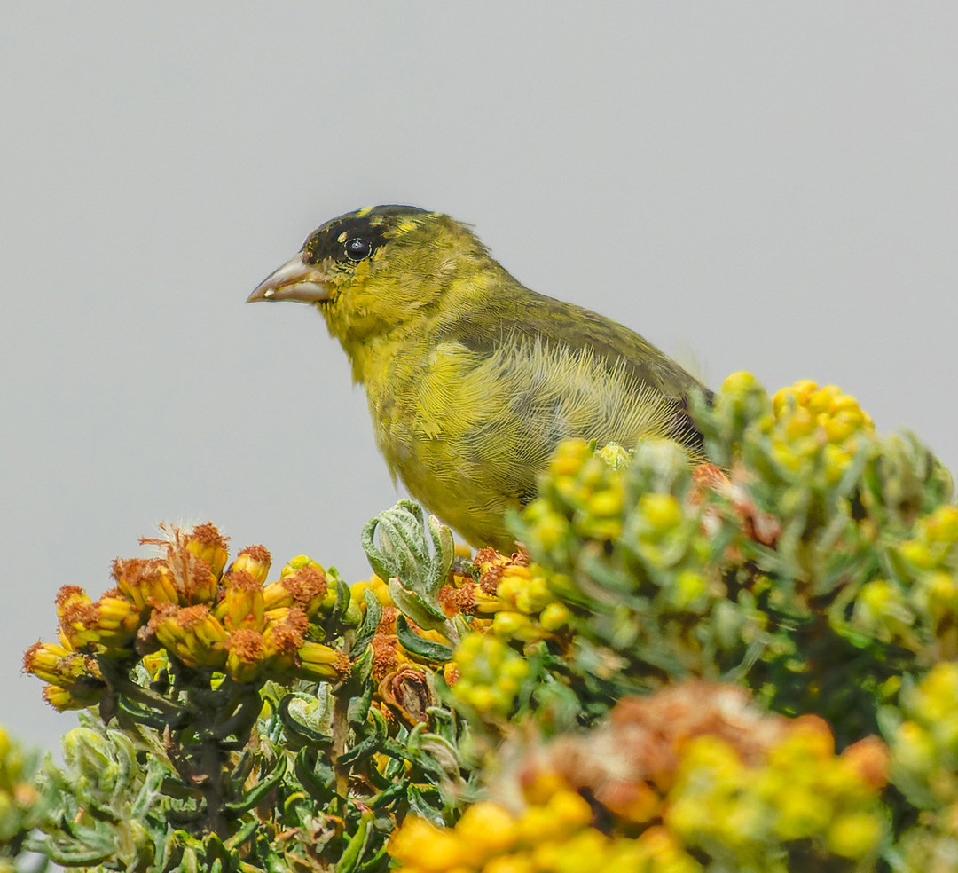 image Andean Siskin